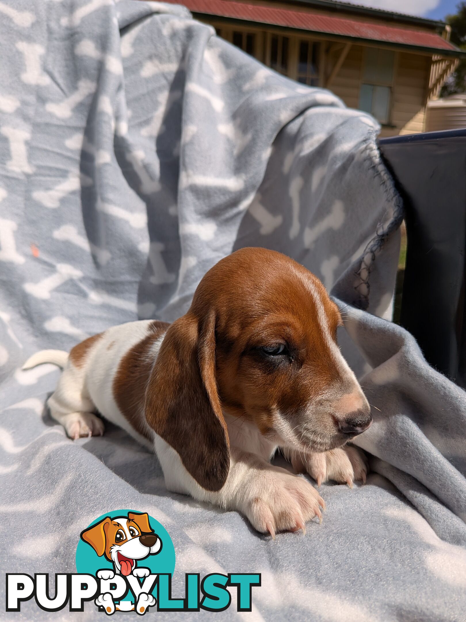 Mini Dachshund pups