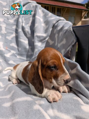 Mini Dachshund pups