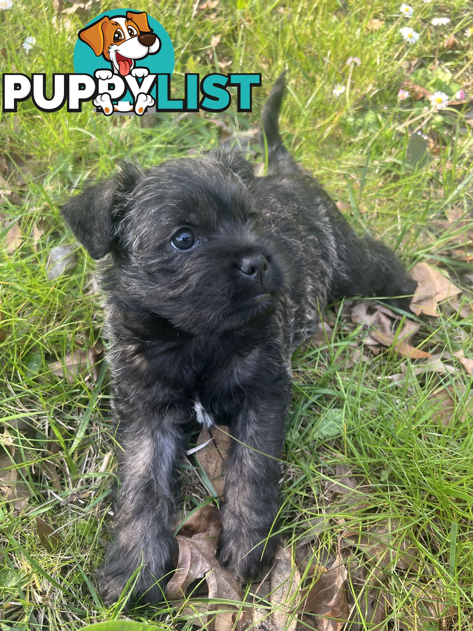 Lovely puppies for sale
