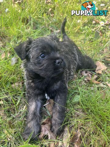 Lovely puppies for sale