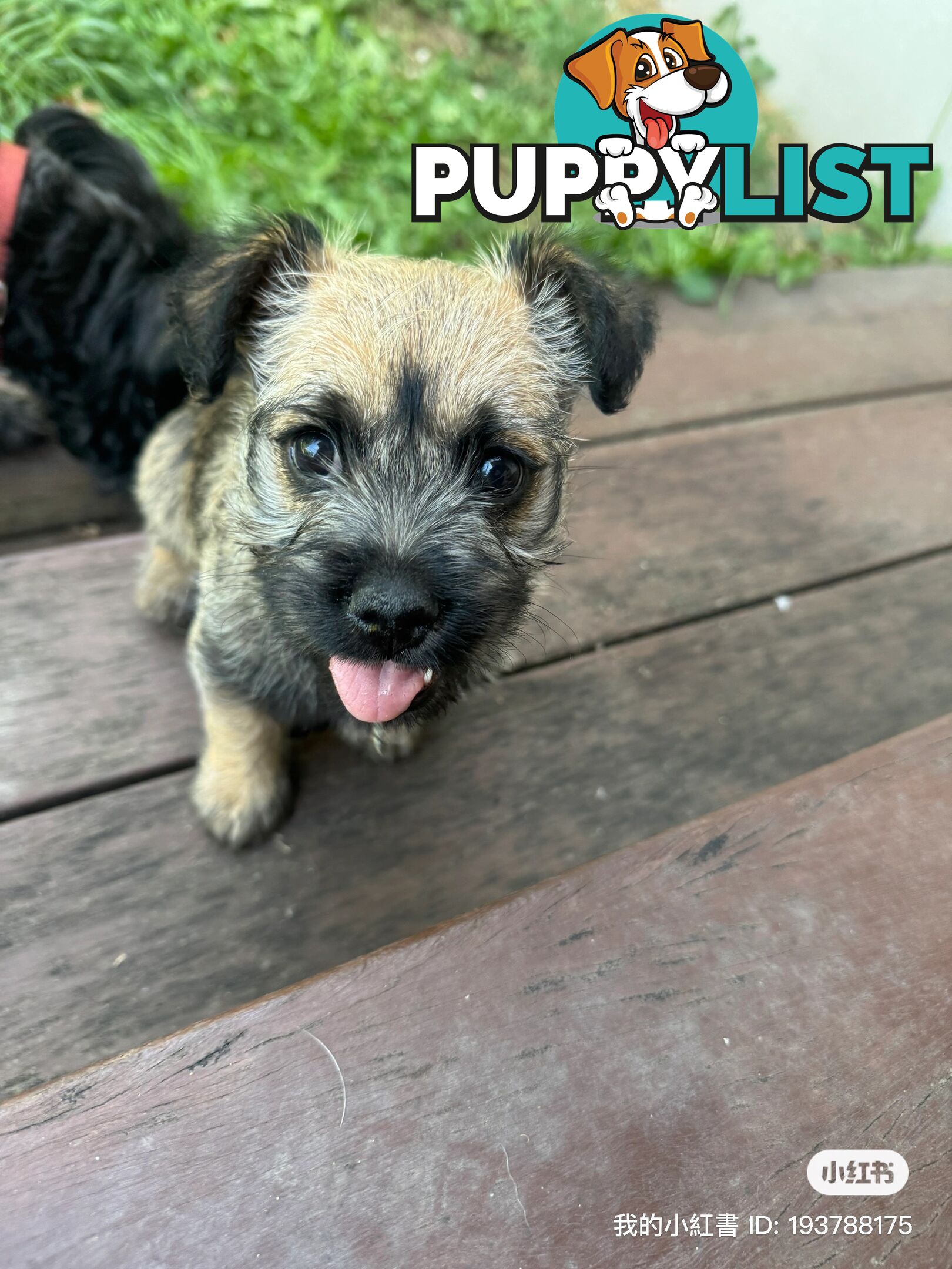 Lovely puppies for sale