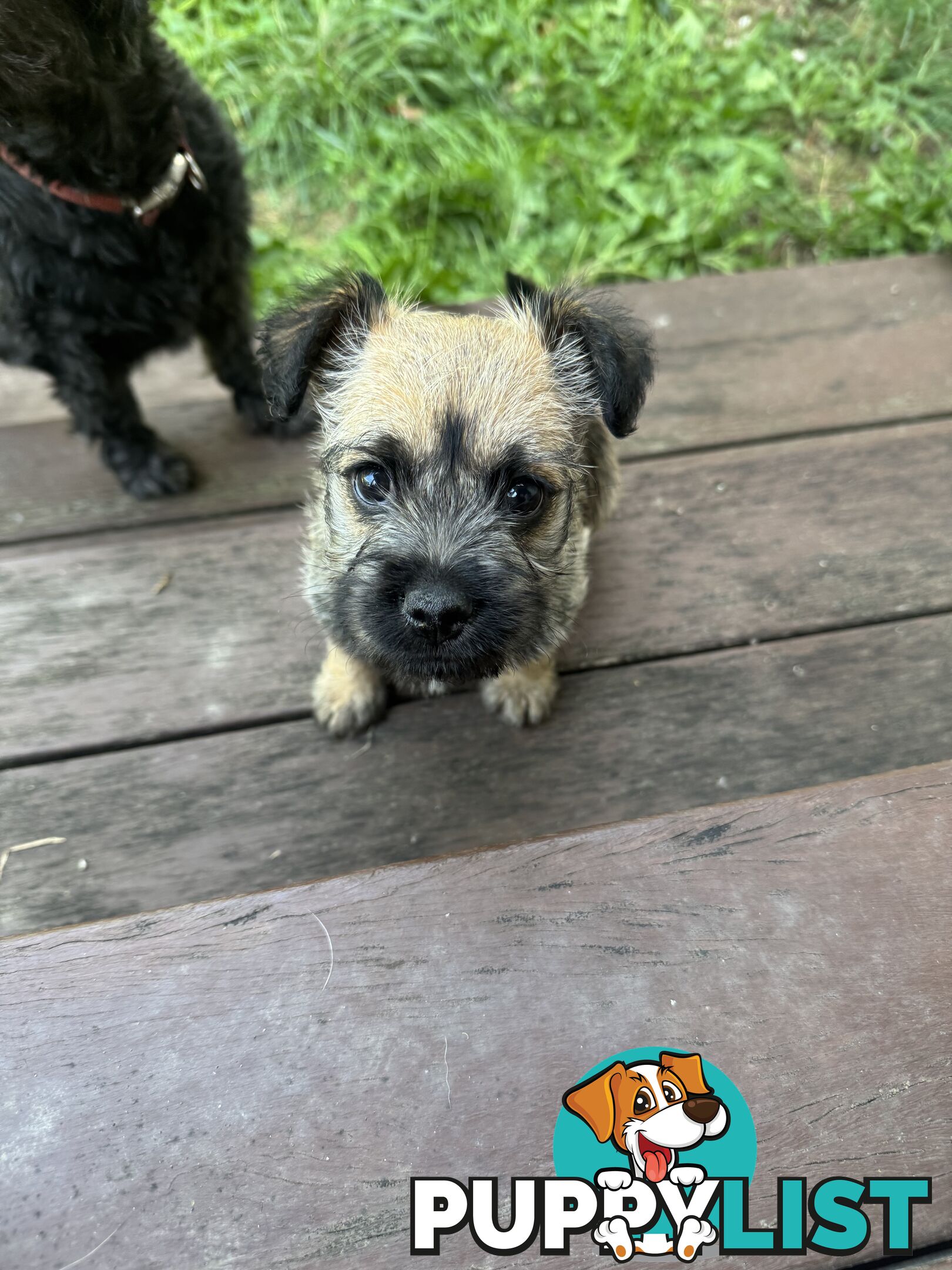 Lovely puppies for sale