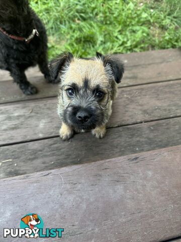 Lovely puppies for sale