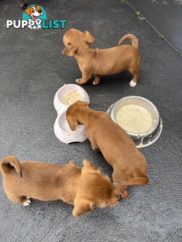 CAVOODLE x JACK RUSSELL
