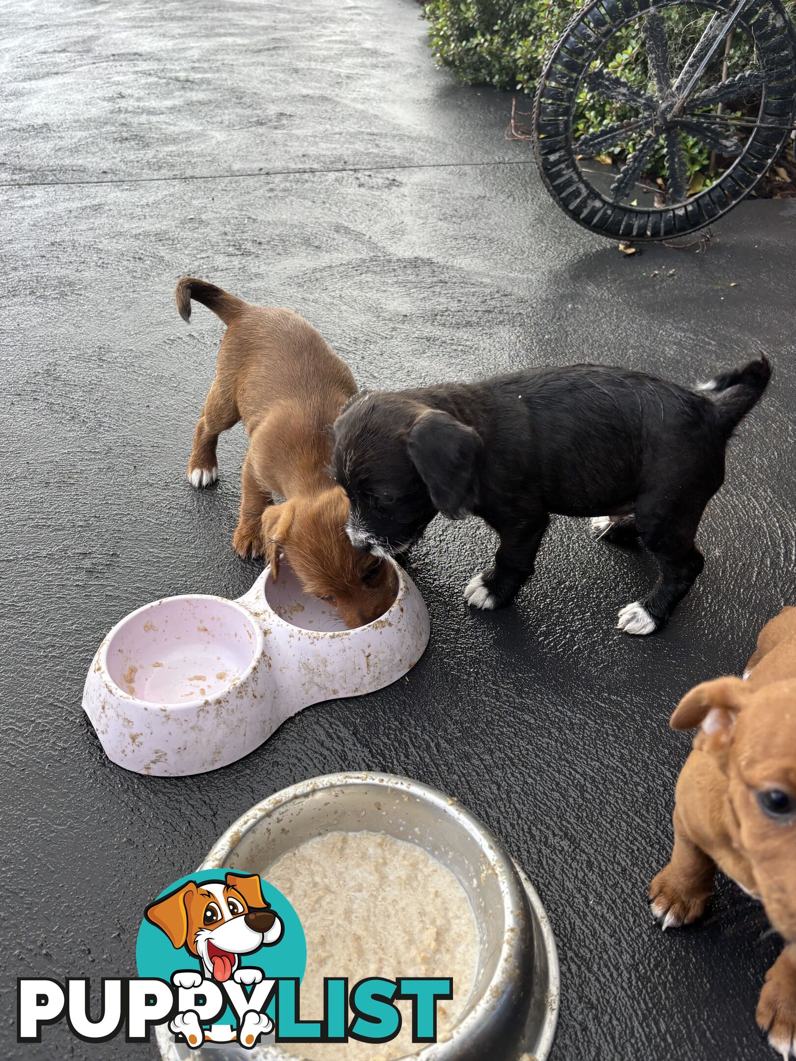 CAVOODLE x JACK RUSSELL