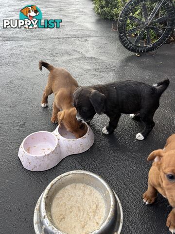 CAVOODLE x JACK RUSSELL