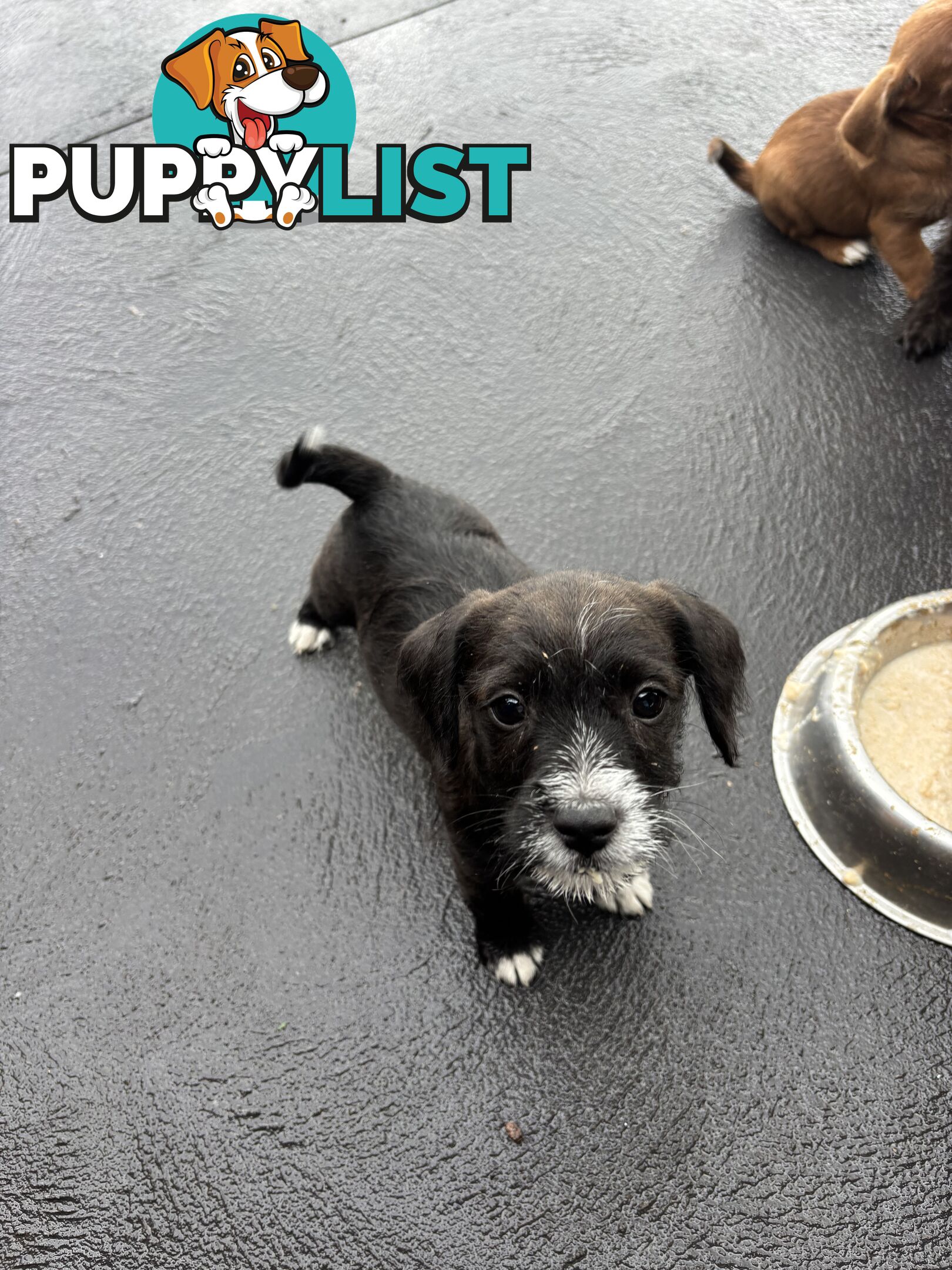 CAVOODLE x JACK RUSSELL