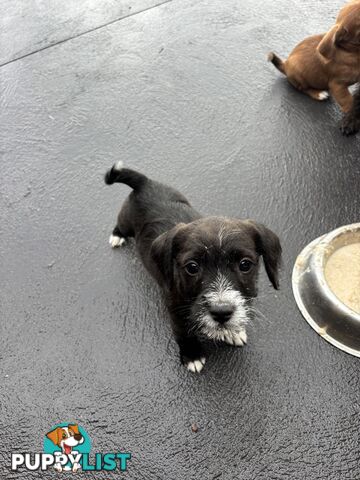 CAVOODLE x JACK RUSSELL