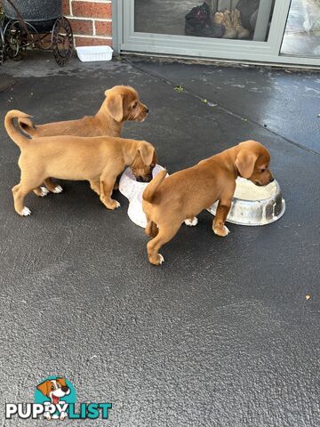 CAVOODLE x JACK RUSSELL