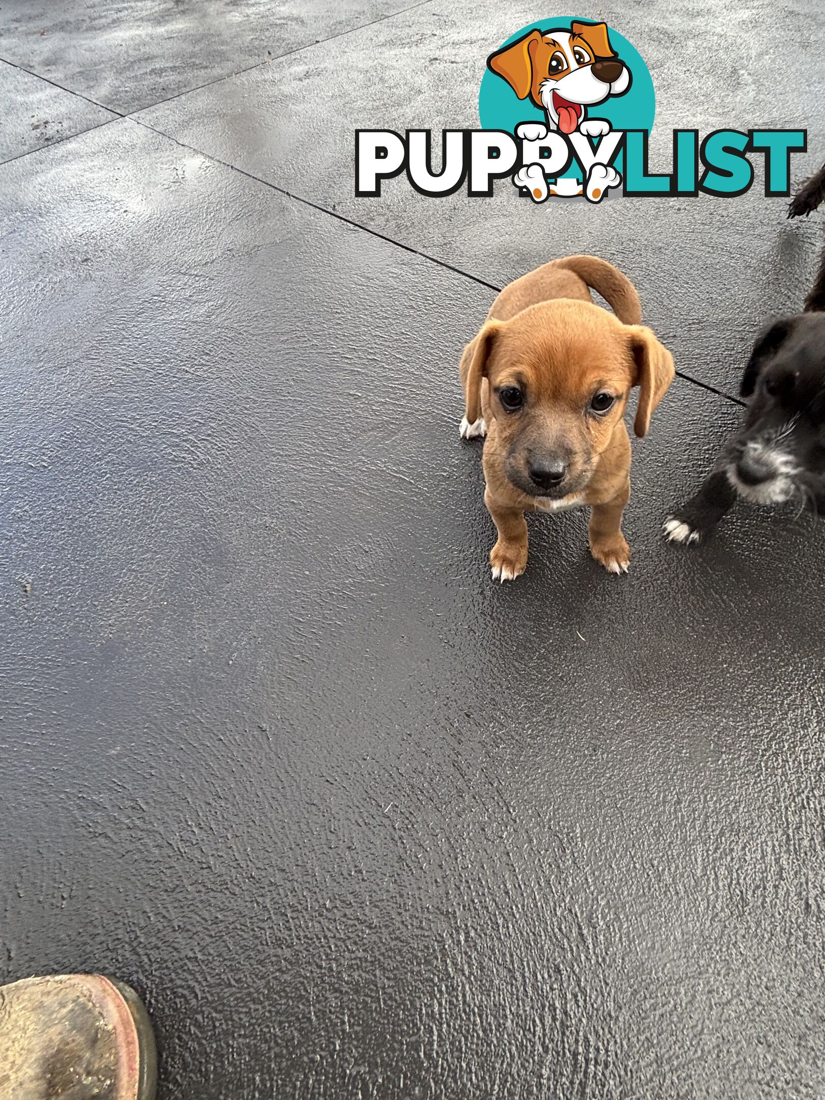 CAVOODLE x JACK RUSSELL