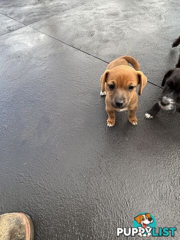 CAVOODLE x JACK RUSSELL