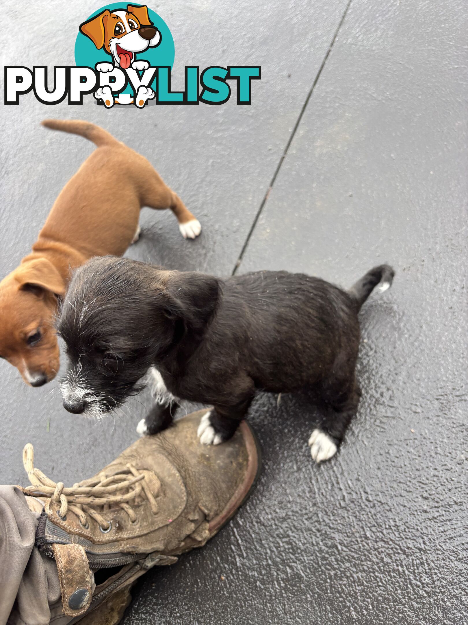 CAVOODLE x JACK RUSSELL