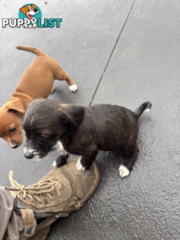 CAVOODLE x JACK RUSSELL