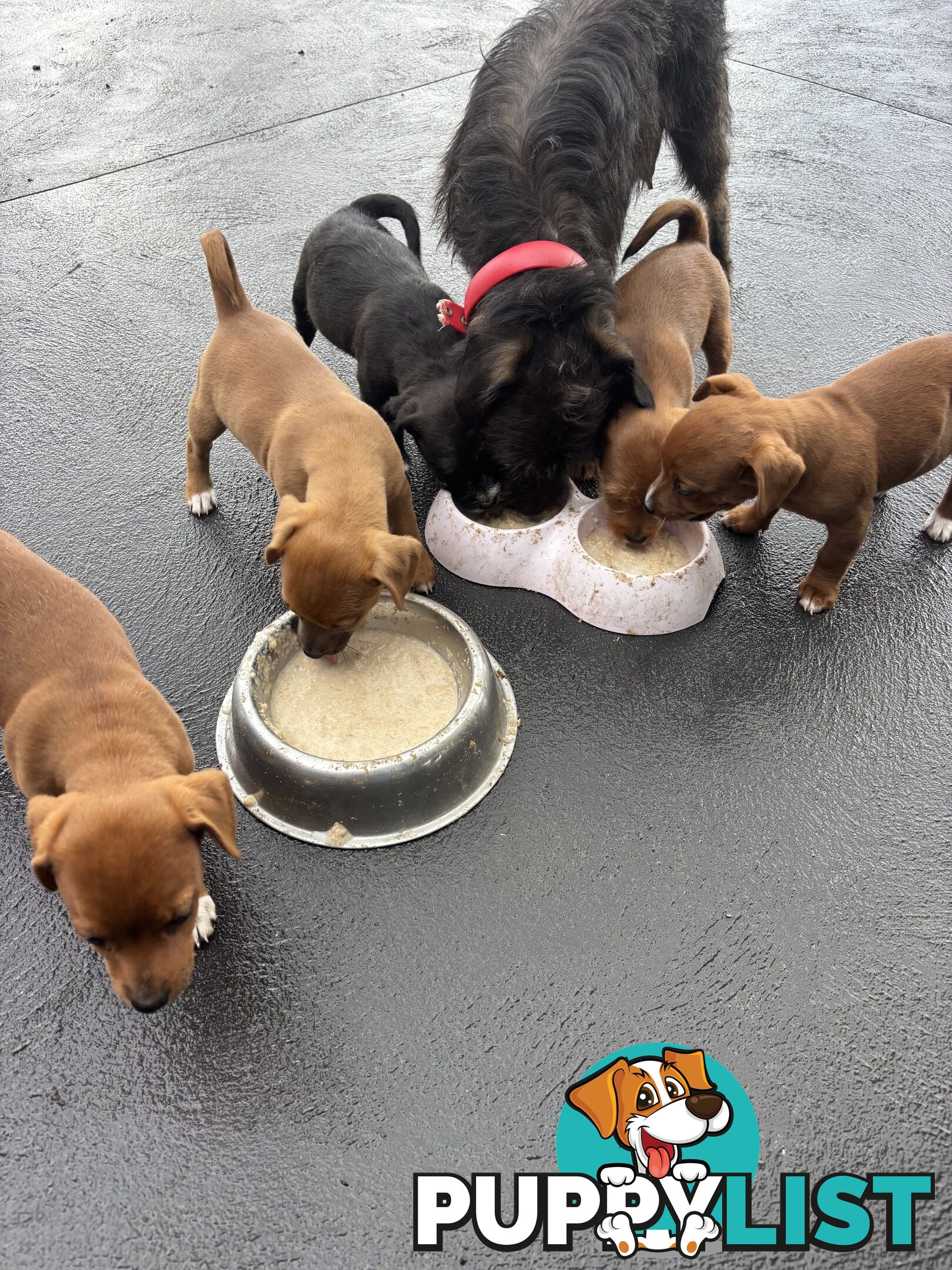 CAVOODLE x JACK RUSSELL