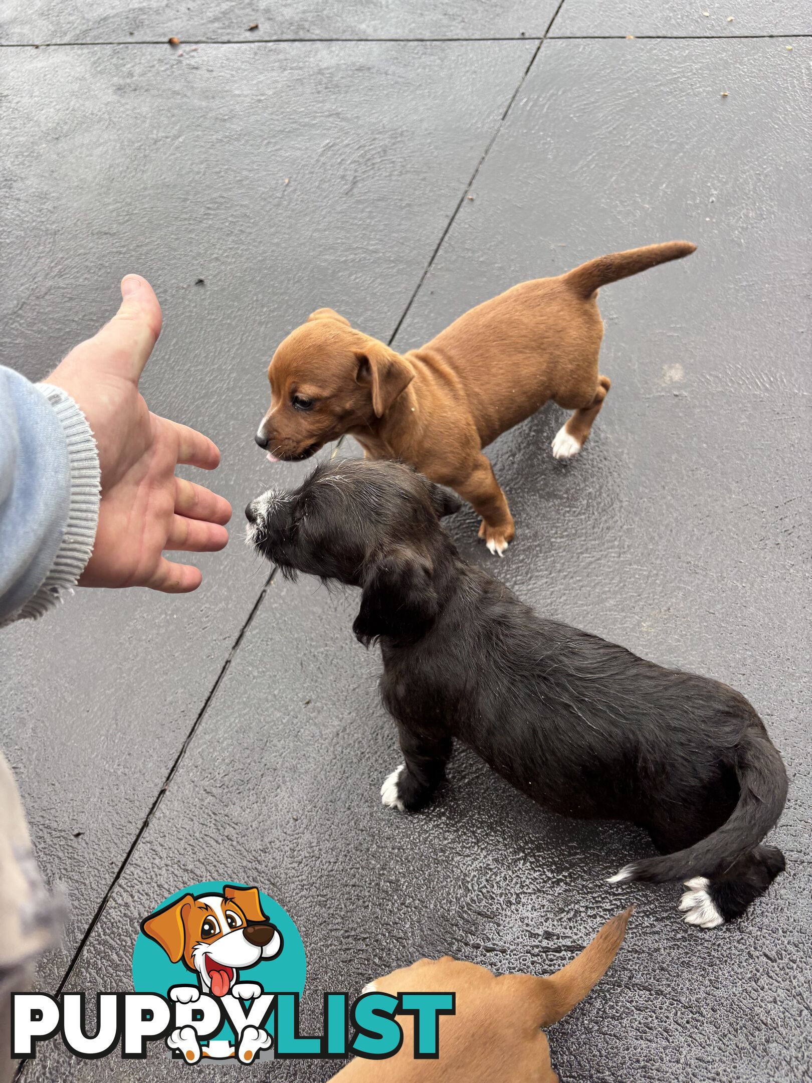 CAVOODLE x JACK RUSSELL