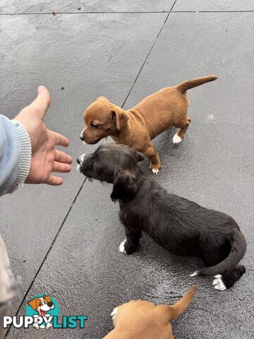 CAVOODLE x JACK RUSSELL
