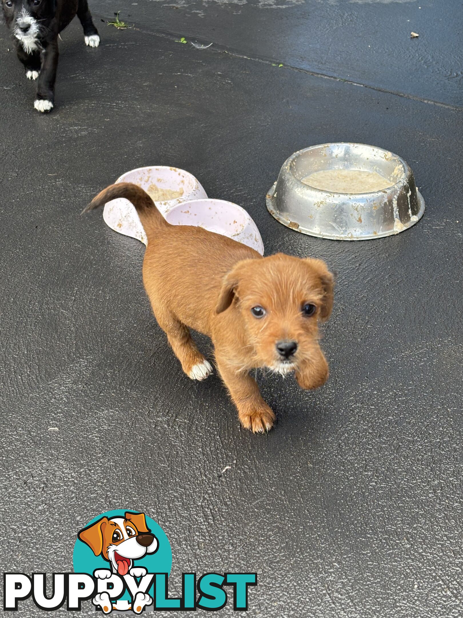 CAVOODLE x JACK RUSSELL