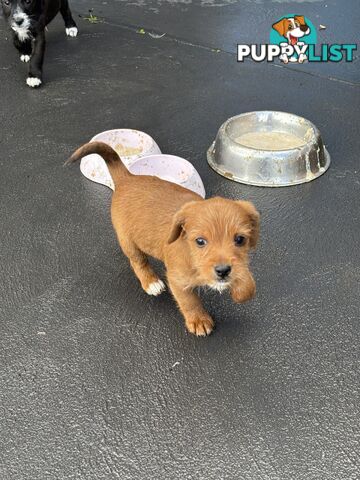 CAVOODLE x JACK RUSSELL