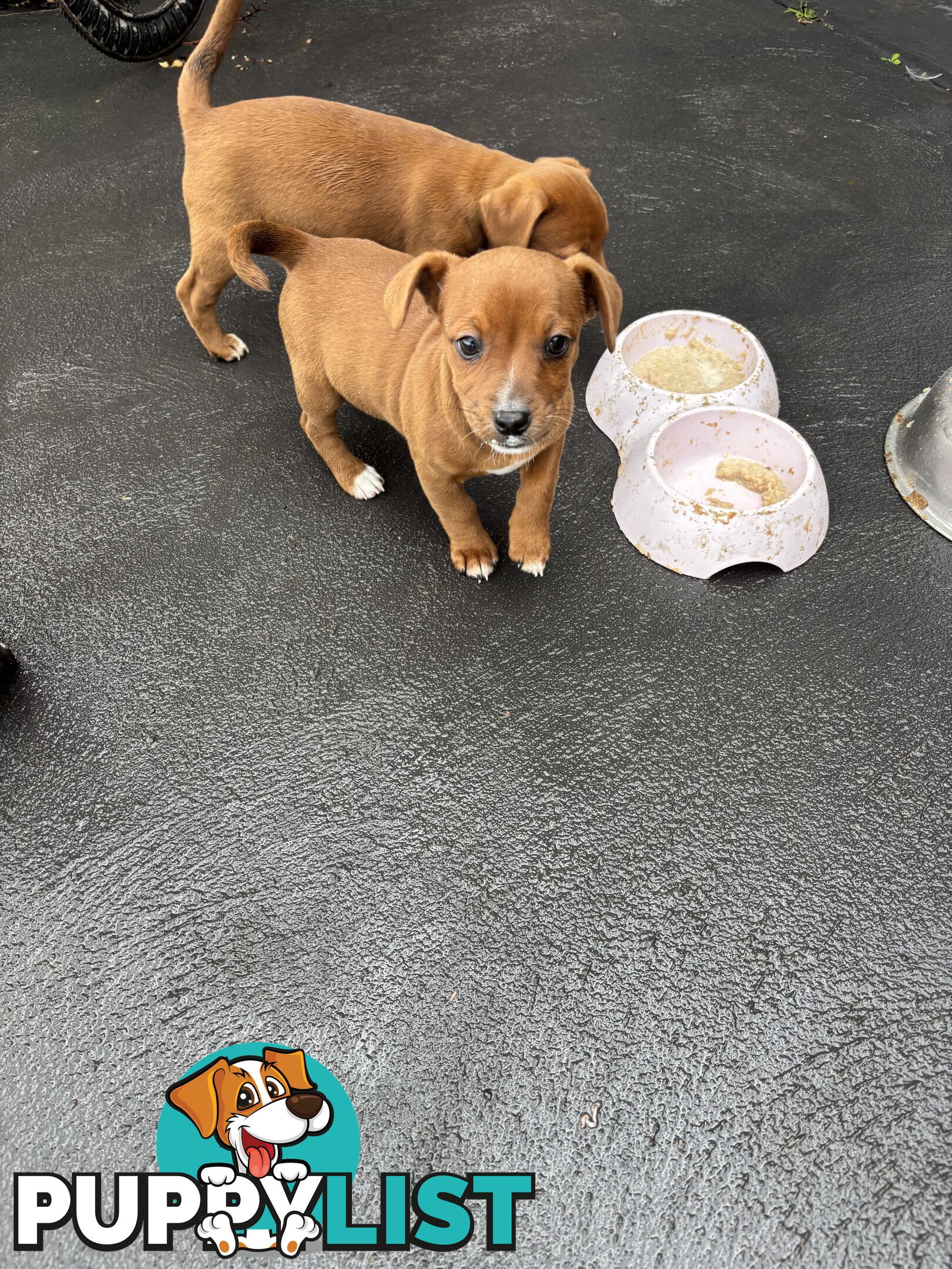 CAVOODLE x JACK RUSSELL