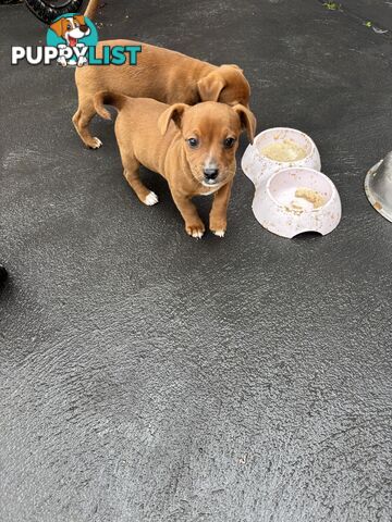 CAVOODLE x JACK RUSSELL