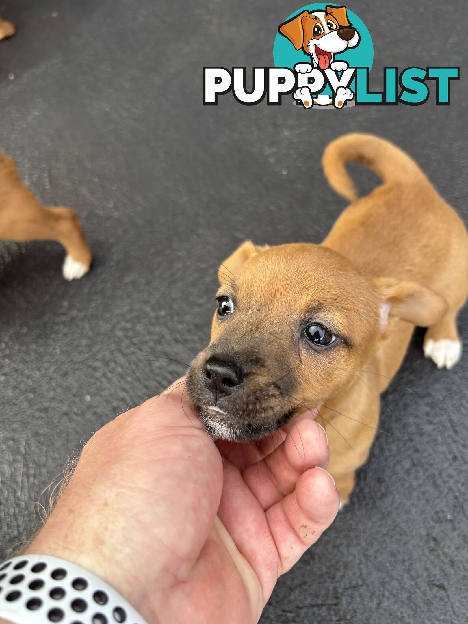 CAVOODLE x JACK RUSSELL
