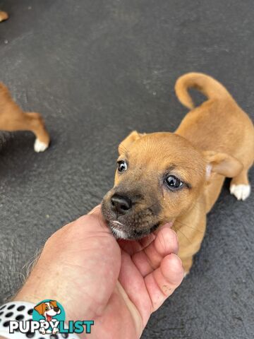 CAVOODLE x JACK RUSSELL