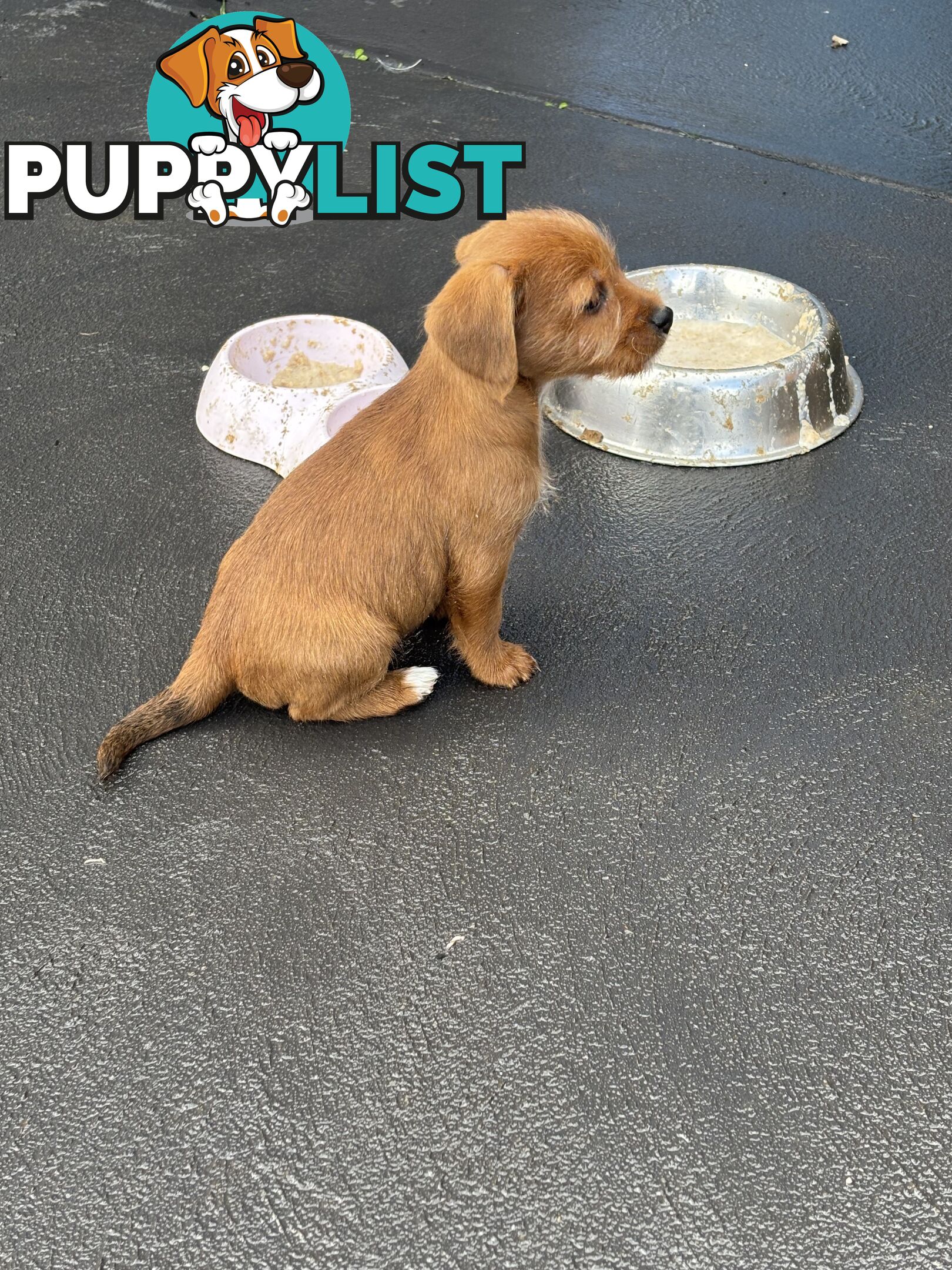 CAVOODLE x JACK RUSSELL