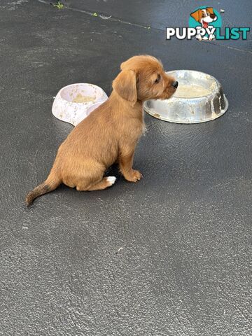 CAVOODLE x JACK RUSSELL