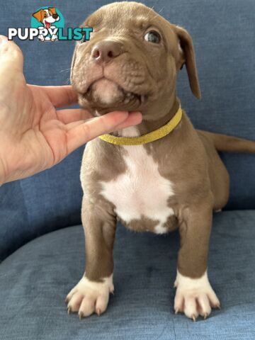 American Bully Pups