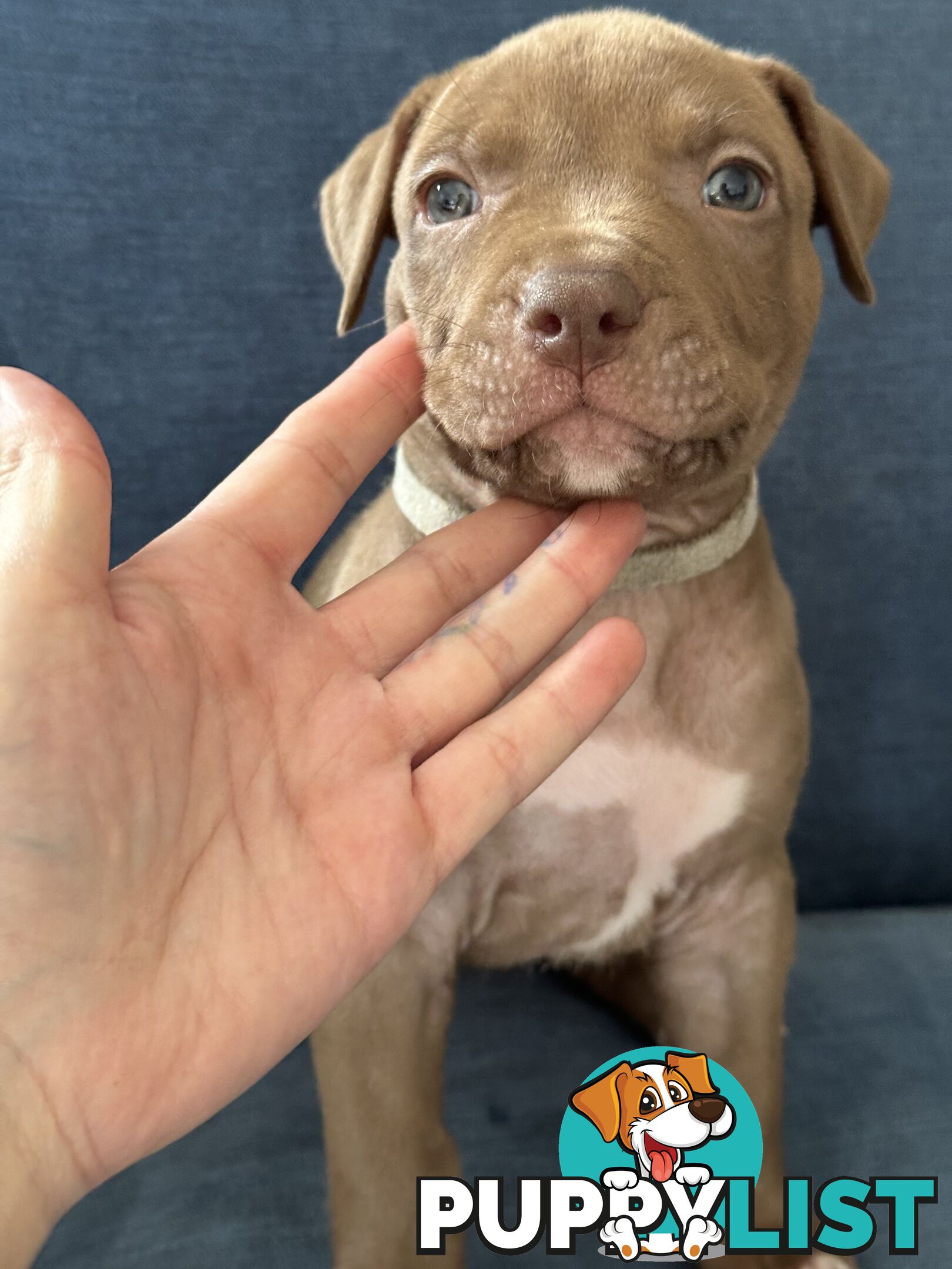 American Bully Pups