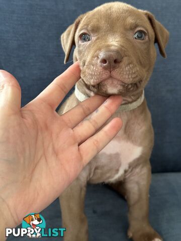 American Bully Pups