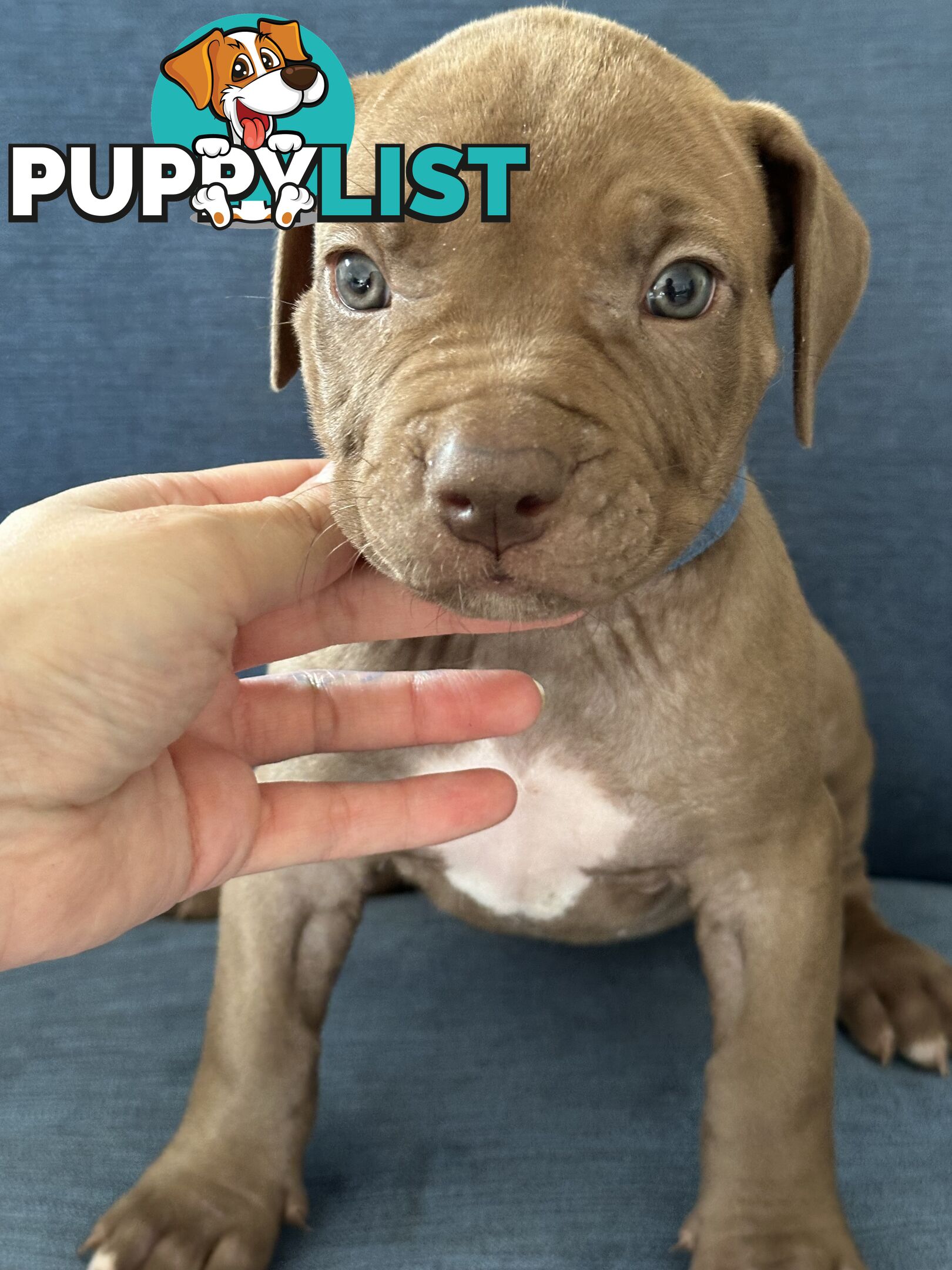 American Bully Pups