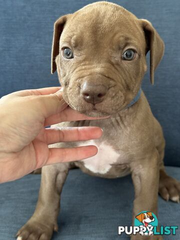 American Bully Pups