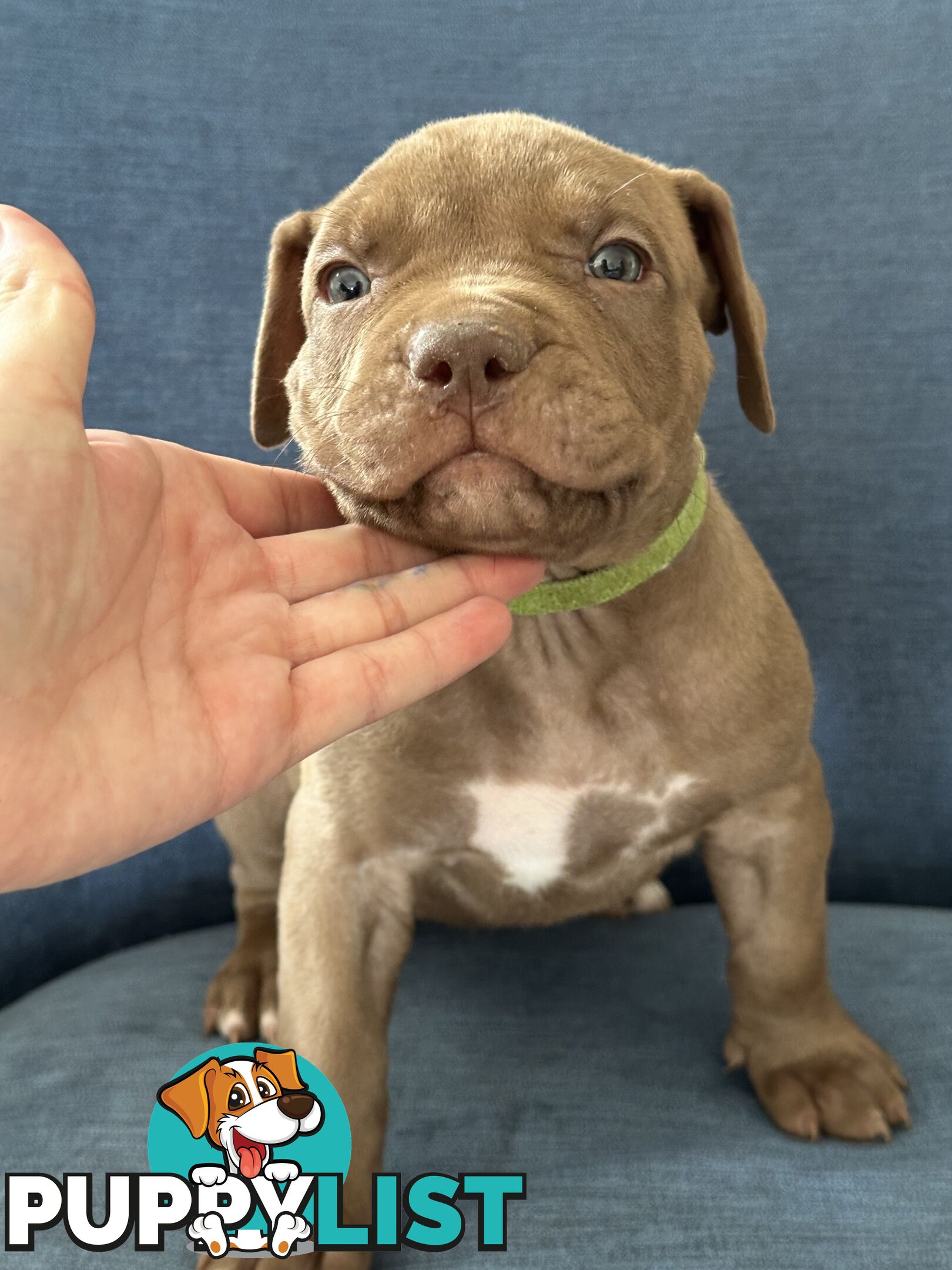 American Bully Pups