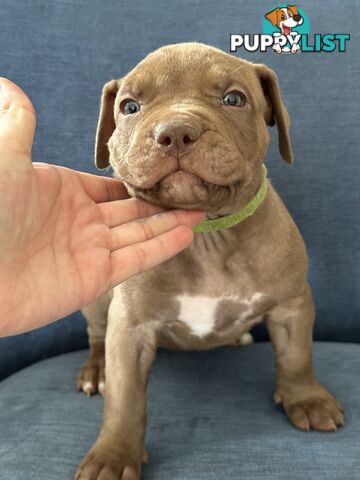 American Bully Pups