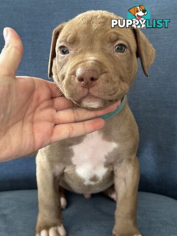 American Bully Pups