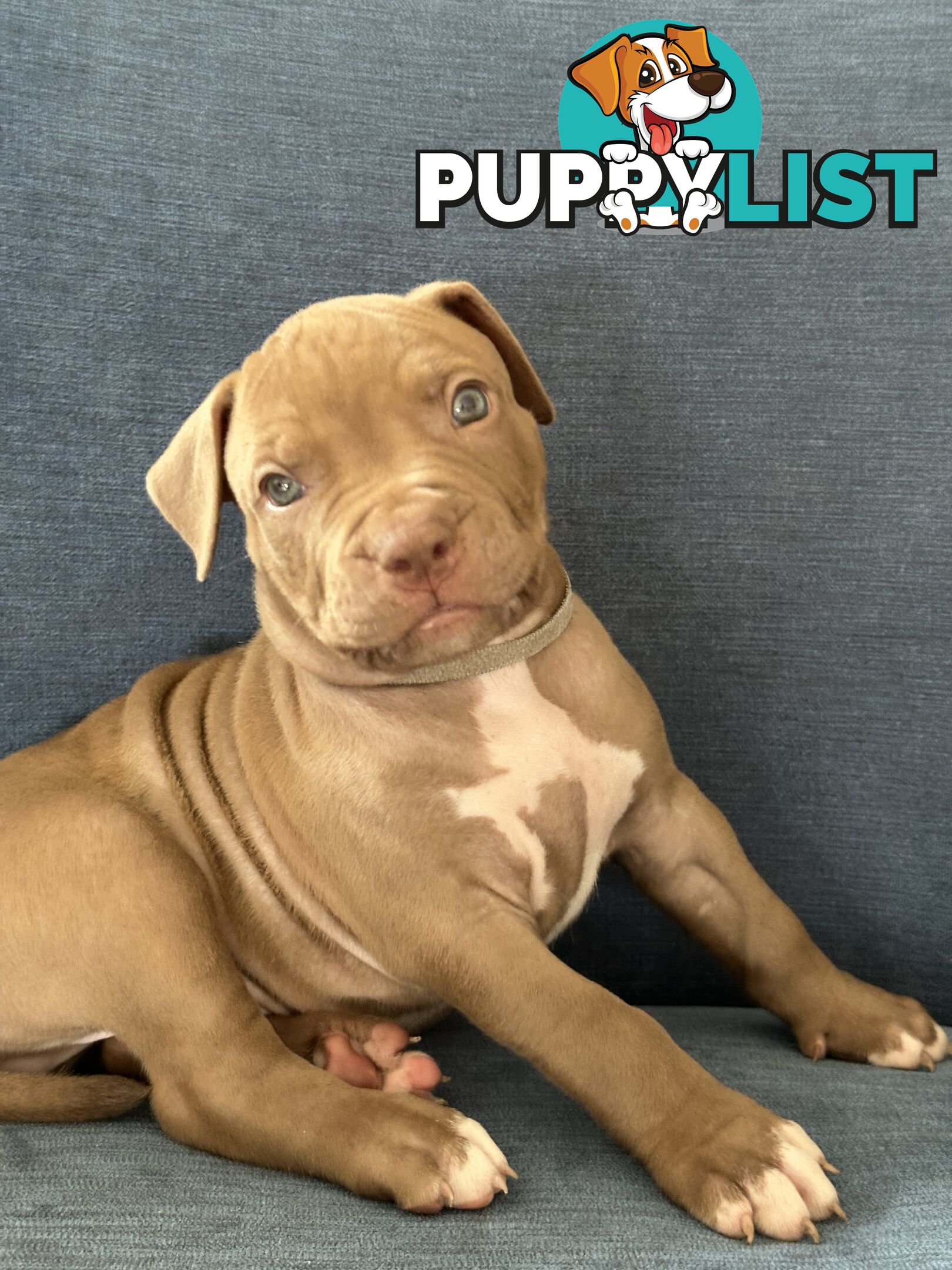 American Bully Pups