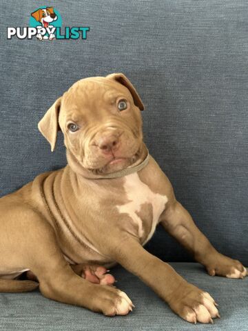 American Bully Pups