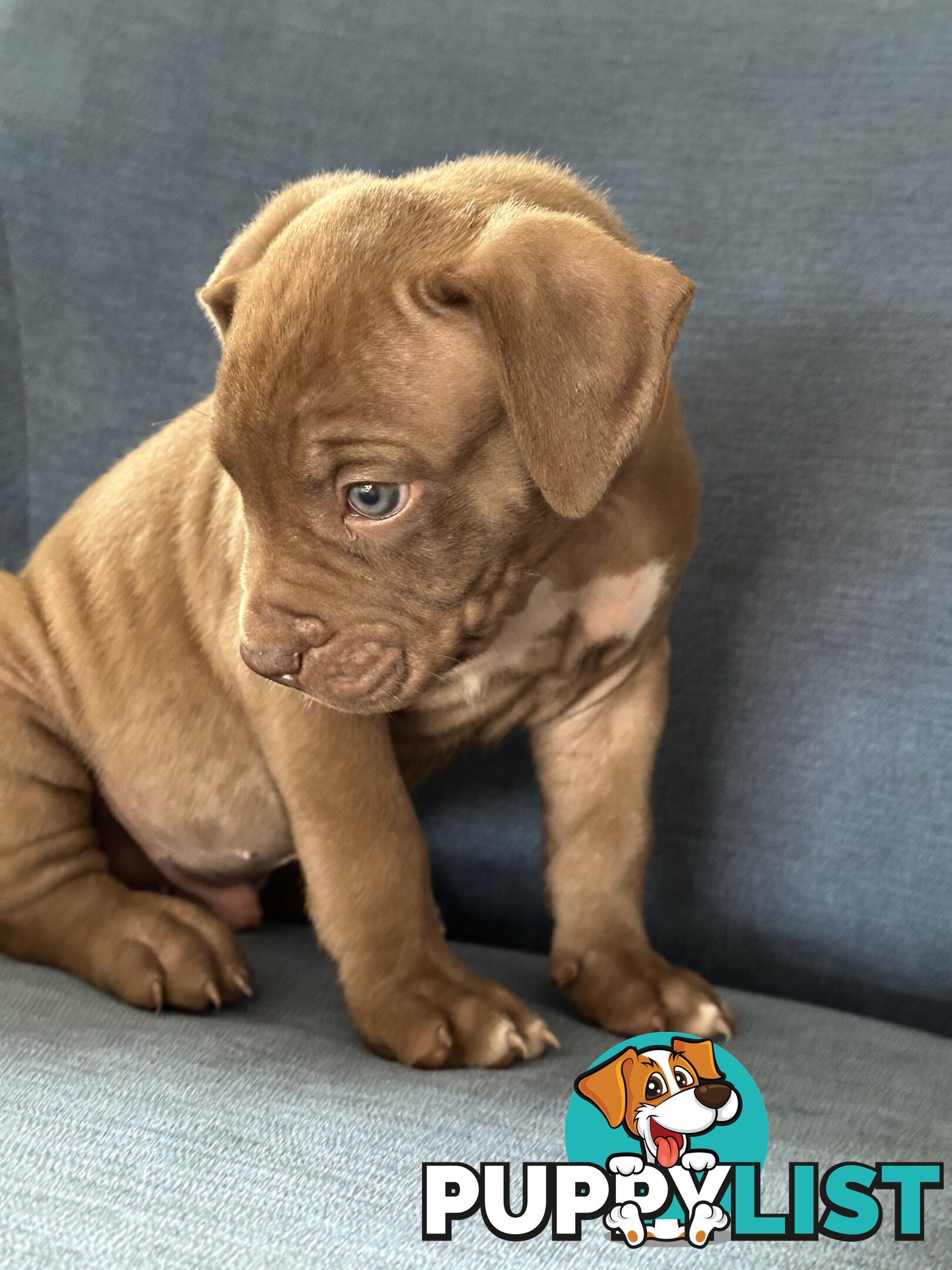 American Bully Pups