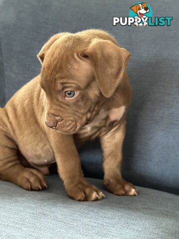 American Bully Pups