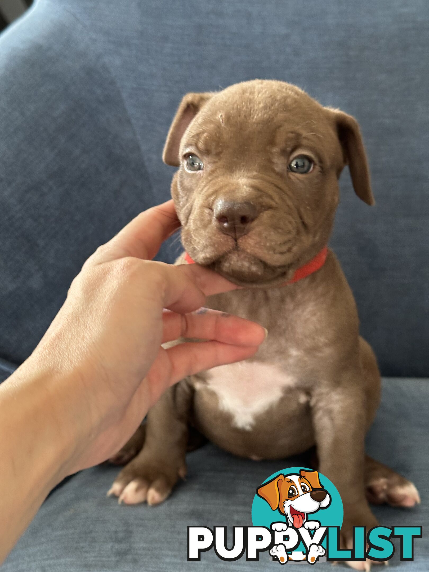 American Bully Pups