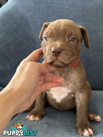 American Bully Pups