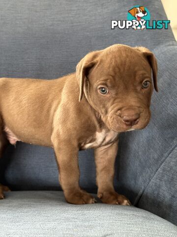 American Bully Pups