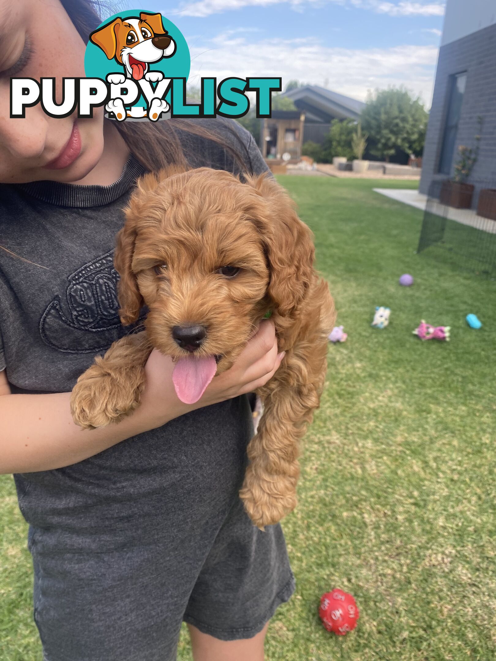 F1B Male mini spoodle pup