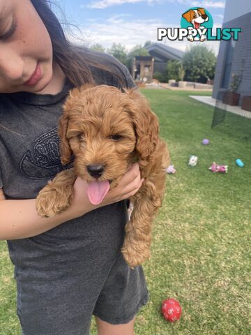 F1B Male mini spoodle pup