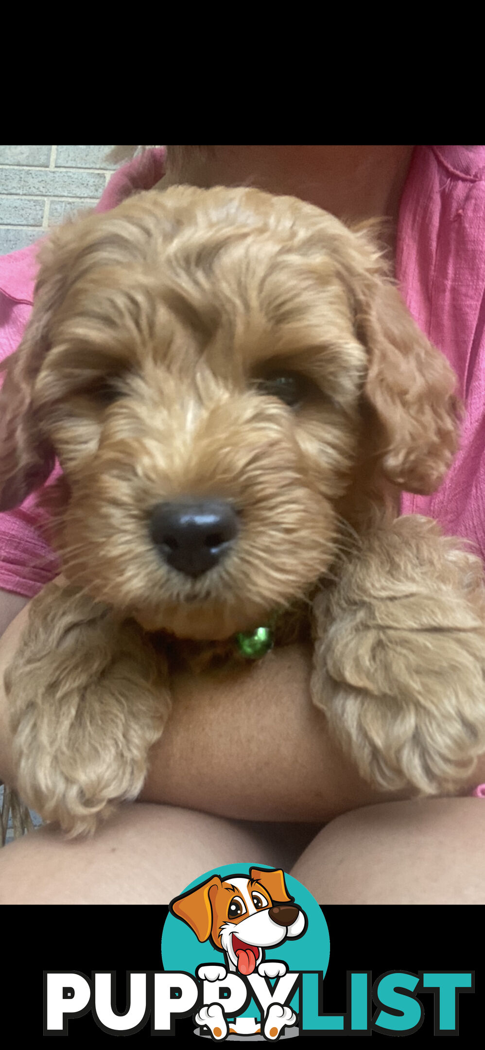 F1B Male mini spoodle pup