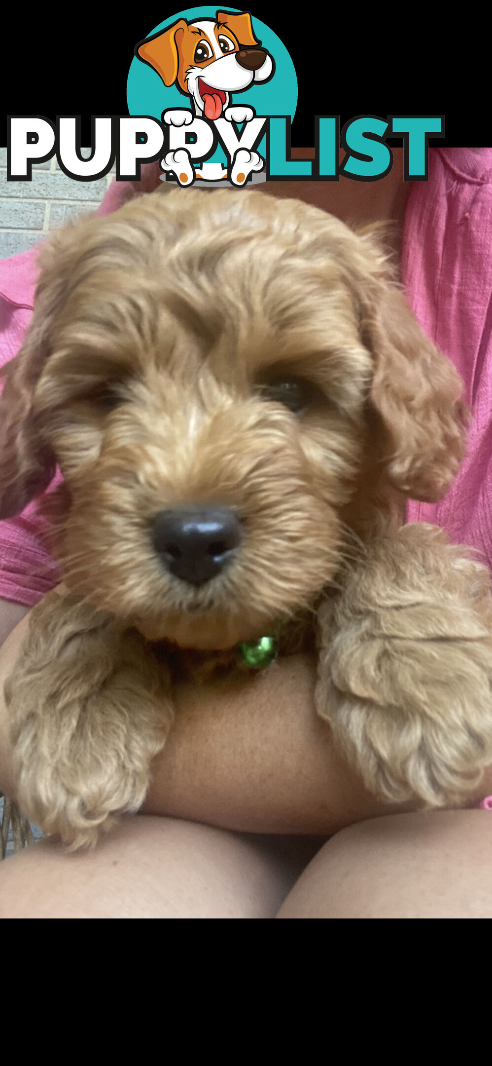 F1B Male mini spoodle pup