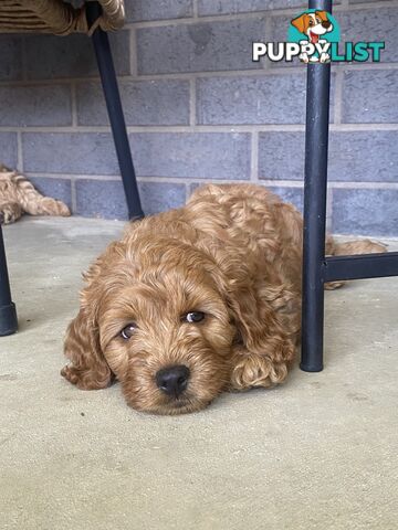 F1B Male mini spoodle pup