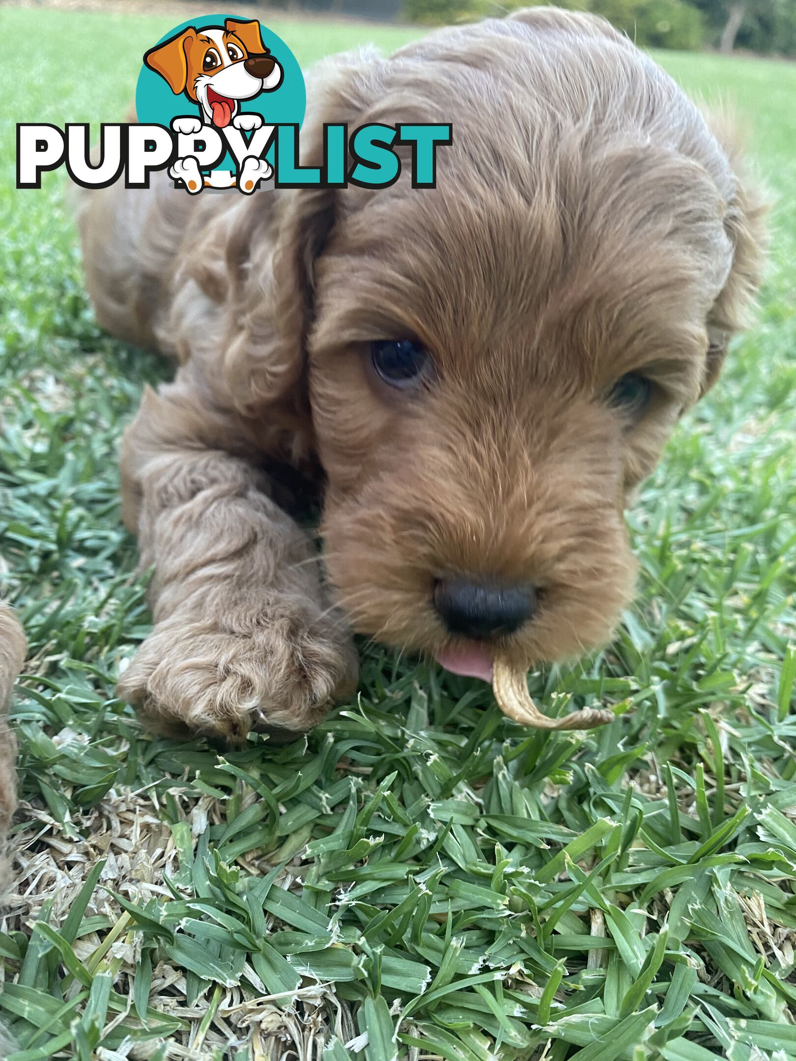 F1B Male mini spoodle pup