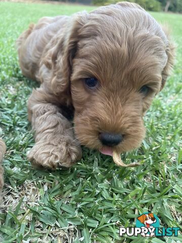 F1B Male mini spoodle pup